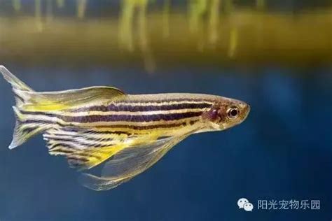 那種魚最好養|小型魚缸適合養的十種魚